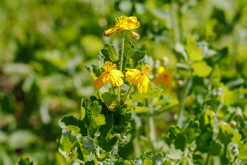 Chelidonium majus L. Yellow Flowers in Spring Light