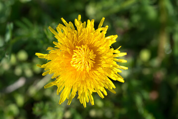 Obraz premium Yellow dandelion flower closeup selective focus