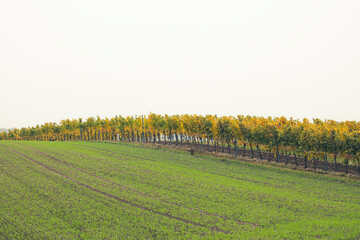 colorful autumn vineyards 