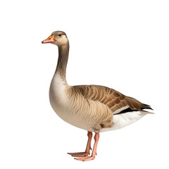 Obraz premium A graceful goose standing proud, captured in a serene portrait. This goose's refined presence and elegant pose evoke a sense of natural beauty