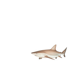 Fototapeta premium A shark gliding gracefully, embodying the mystery and power of the ocean