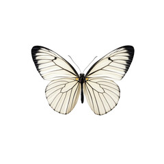 Fototapeta premium A beautiful white butterfly with black veins and black edges on its wings. The butterfly is in mid-flight, with its wings spread wide. The background is white.