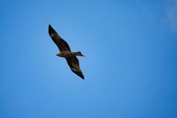 青空を舞うトビ