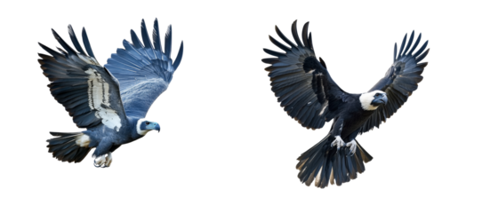 Two White-headed vultures fly, spread wings, hunt prey, cut out transparent
