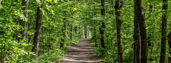 green forest in spring time