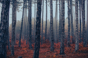 colorful autumn forest in the mist