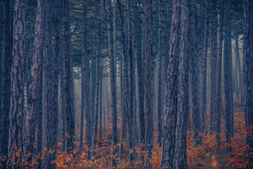 colorful autumn forest in the mist