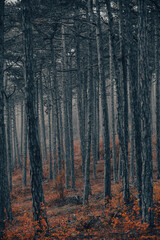 colorful autumn forest in the mist