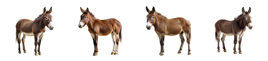 Four Brown Mules Standing on Black Background, cut out transparent