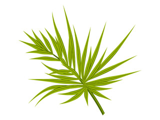 Tropical leaf with halftone grain texture. Exotic green plant for contemporary collage art. Palm leaves on a white background for advertising. Vector illustration.