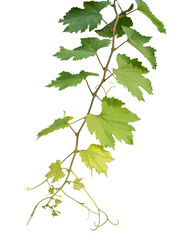 Grape branch on transparent background.Grapevine.