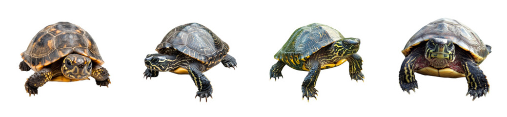 Fototapeta premium Four turtles with different shells and colors facing forward, cut out transparent