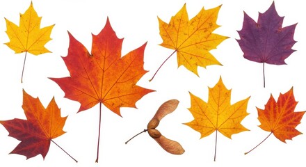 Arrangement of colorful maple leaves and a seed pod on a white background in a flat lay style