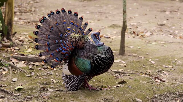 K&uacute;uts. Ocellated colorful wild turkey. Exotic bird open tail feathers. beautiful plumage. slow motion