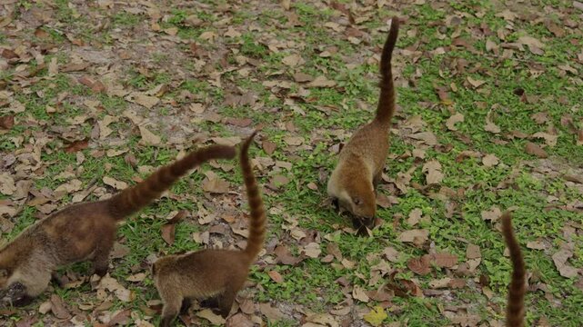 Close up of coatis look for food. Coati walk outside. Narica, procyonidae mammals. Nasua slow motion