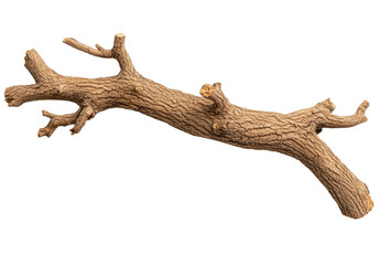 Fototapeta premium Dry brown tree branch with texture showing isolated 