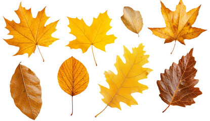 Fototapeta premium Collection of various colorful autumnal leaves of different tree species.
