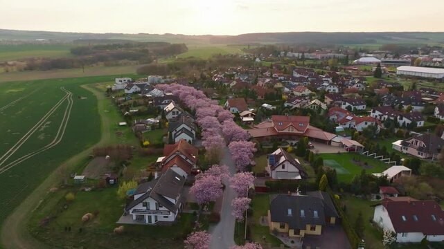 Sakura alley in a romantic mood on the street between houses. City at a quiet sunset. Svitavy from a drone view. Czech Republic