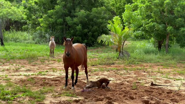 Wild foal and mare following birth, Learning to stand and walk. Cape York, Australia. Clip 1