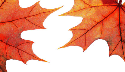 Obraz premium Autumnal orange maple leaves show detailed veins.