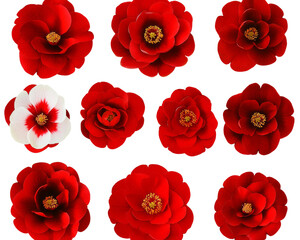 Arrangement of red and one white camellia flowers facing forward on black background.

