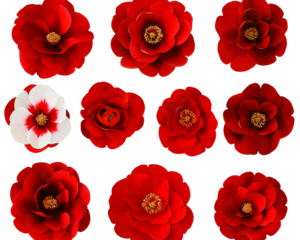 Arrangement of red and one white camellia flowers facing forward on black background.
