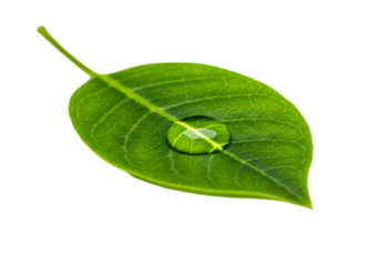 Stunning Green Leaf with Water Droplet: Nature Photography transparent background