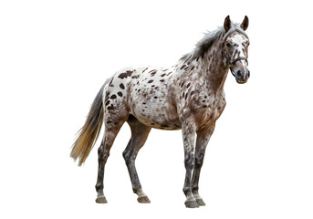Appaloosa Horse: Breed Characteristics, Images, and Facts transparent background
