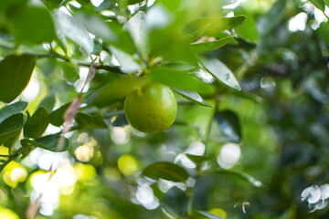 Branches of green lime tree with ripe fruits growing in orchard on summer day. Fresh oranges are hung from trees at an orange orchard with with Bokeh background. green fresh lime in dark lime tree