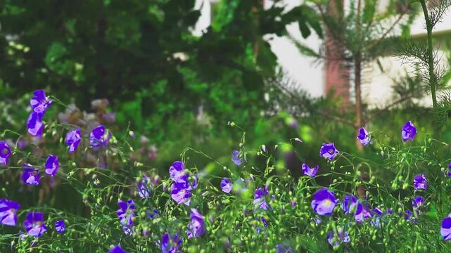 Blue flax flowers sway in the wind. Floral background.
