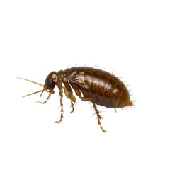 A close-up shot of a tiny brown insect with long antennae and legs