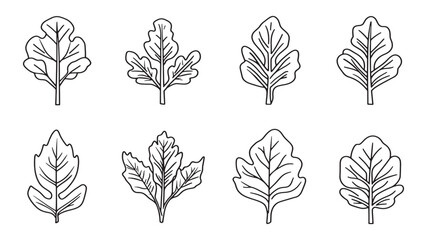 Arugula_leaf line art elegant fresh green vegetable sketch for design