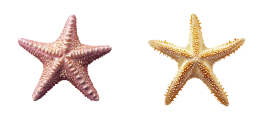 Pink starfish with white dots and yellow with spikes on black, cut out transparent