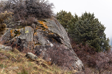 A huge boulder overgrown with lichens lies on the mountainside in spring among shrubs and trees covered with frost. This stone looks like the head of a sleeping bull.