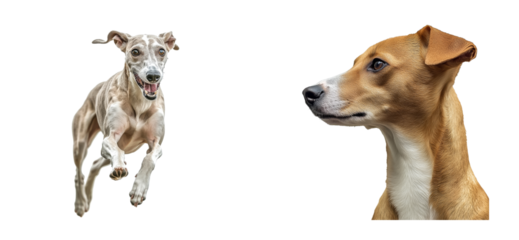 Two dogs on a black background. One dog run. Another dog looks aside, cut out transparent