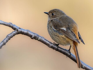 森の中で周りを見渡しているジョウビタキの雌