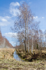 Bare birch trees line a quiet ditch under soft early spring blue sky. Shot from low angle, quiet early spring mood, trees reflect along narrow ditch in open meadow.