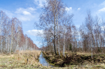Bare birch trees line a quiet ditch under soft early spring blue sky. Shot from low angle, quiet early spring mood, trees reflect along narrow ditch in open meadow.