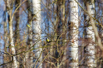 A great tit and blue tit rests on a thin branch in early spring light. Telephoto shot captures calm moment, bird perched in tangled branches under warm woodland light, wild context, birdwatching.