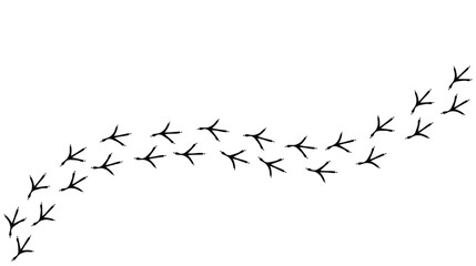 bird tracks footprints on transparent background, path, isolated simple flat style	