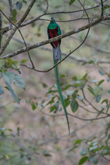 Resplendent Quetzal, Pharomachrus mocinno, from Savegre in Costa Rica with blurred green forest in background. Magnificent sacred green and red bird