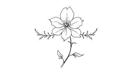 Chamomile line art floral illustration with delicate lines and details