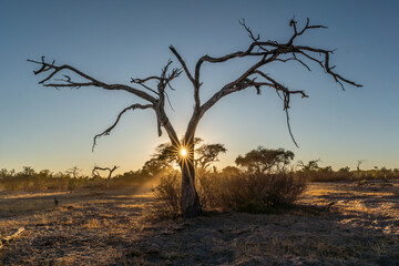 sunset with dry trees in the background of Botswana.