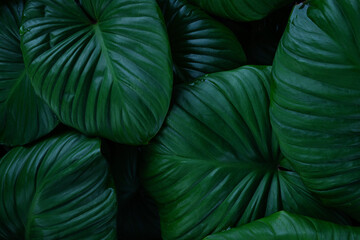 abstract tropical leaf textures on dark tone, natural green background.