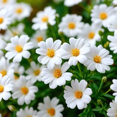 Fototapeta premium White daisy flowers close up view