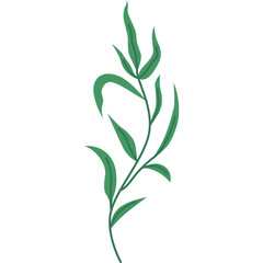 Seaweed Flat Illustration