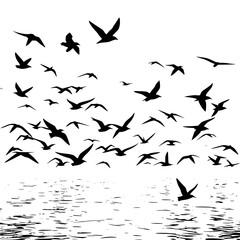 Sea birds, seagle,sea Eagle 