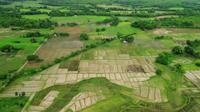 Harvested and planted rice paddies in Narra Palawan create a rural patchwork of wet plots green fields tree lines and small farm buildings