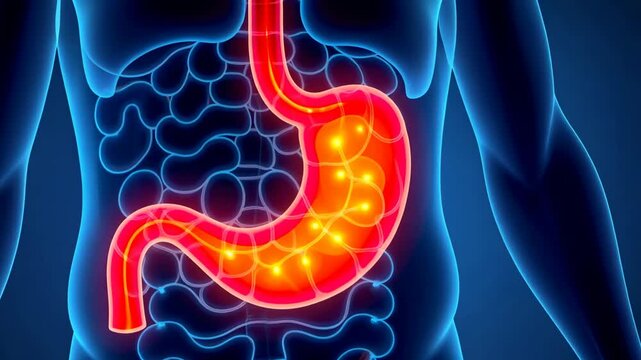 Stomach pain, Gastric discomfort, Abdominal ache. Digestive health. Stomach lining irritation causes pain. Gastrointestinal distress leads to discomfort. Digestive enzymes improve food breakdown.