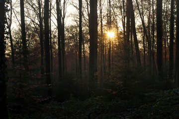 Obraz premium Sun shining through trees in Netherlands forest